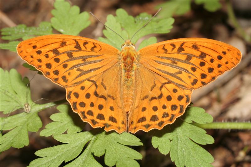 Lepidotteri romagnoli da determinare